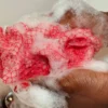 African Net Sponge Sapo Peach