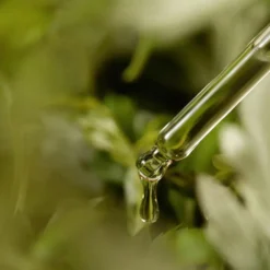 Mugwort Serum