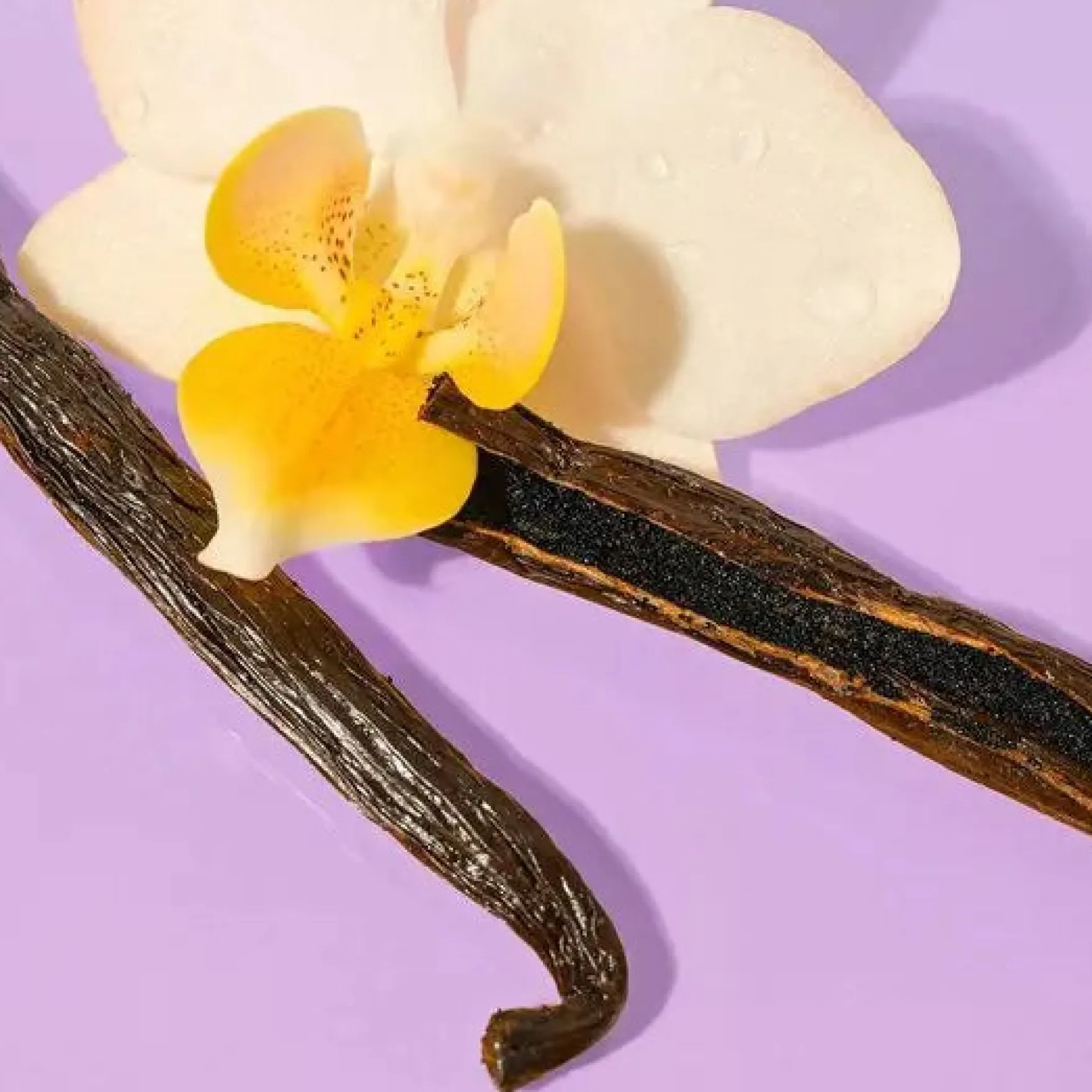 Shea Better Cashmere Body Oil Vanilla Cashmere